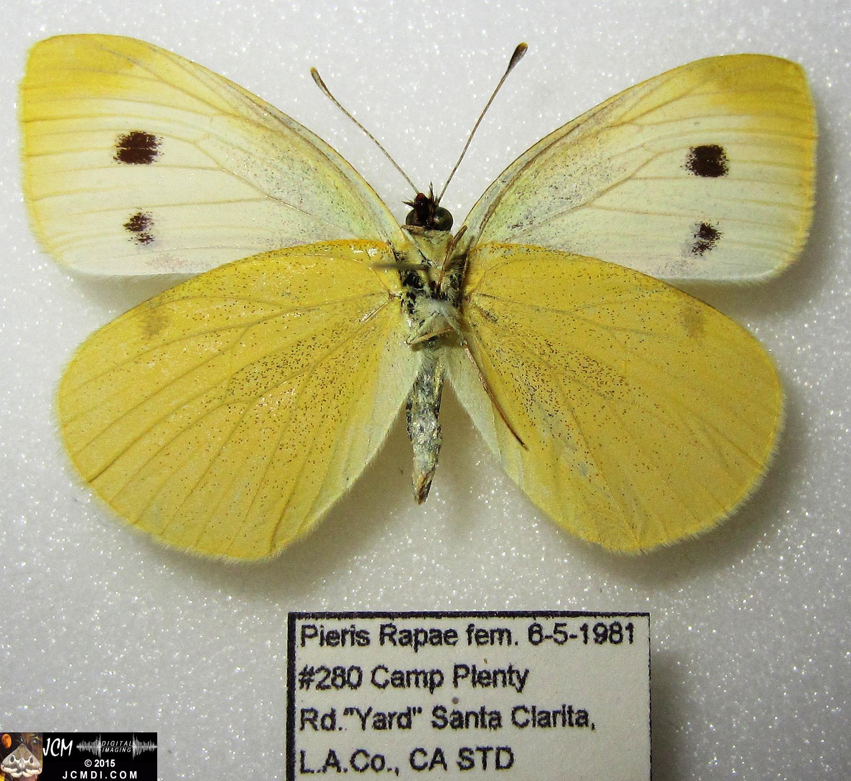 Cabbage Butterfly (Pieris rapae) adult insect, mounted female verso